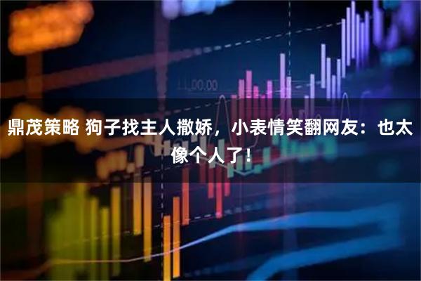 鼎茂策略 狗子找主人撒娇，小表情笑翻网友：也太像个人了！